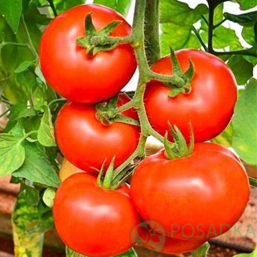 картинка Семена Томат Манимейкер 0.1гр, SeedEra 