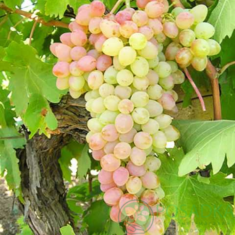 картинка Виноград кишмиш Мечта картинка Виноград кишмиш Мечта