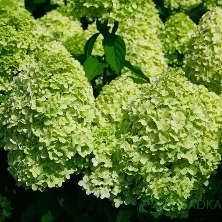 картинка Гортензия метельчатая 2-х летняя Мохито (Mojito) С2 