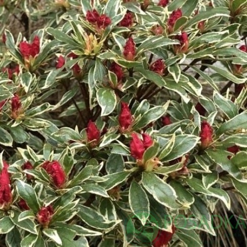 картинка Азалия японская Hot Shot 