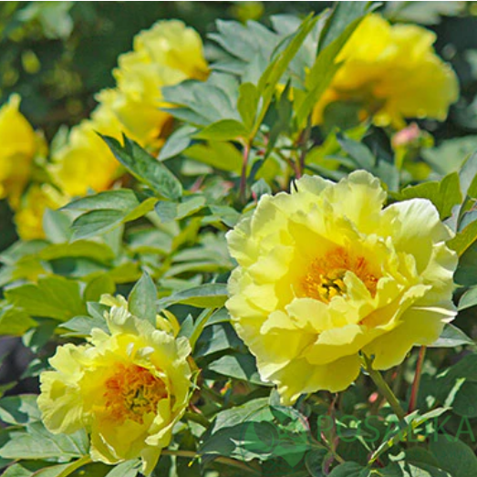 картинка Пион древовидный Hai Huang 