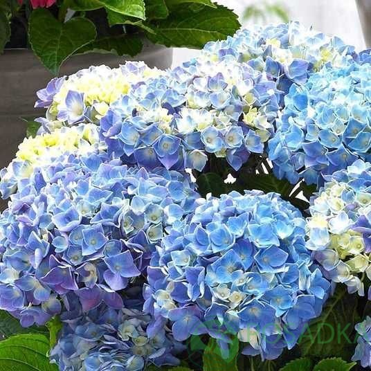 картинка Гортензия крупнолистная Happy Blue (Хэппи Блю) 