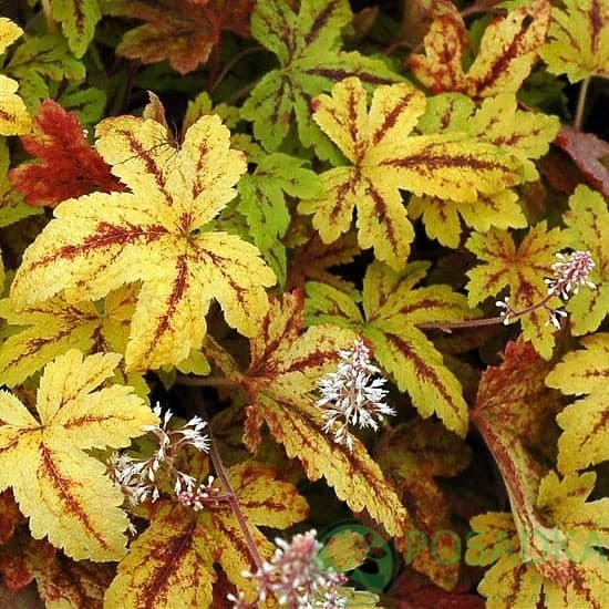 картинка Гейхерелла Санрайз Фолс 