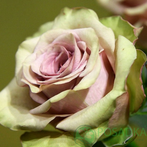 Роза чайно гибридная амбианс фото
