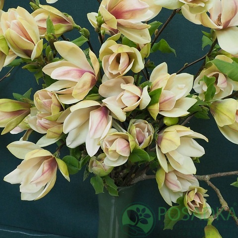 картинка Магнолия Ambrosia 7.5л  картинка Магнолия Ambrosia 7.5л