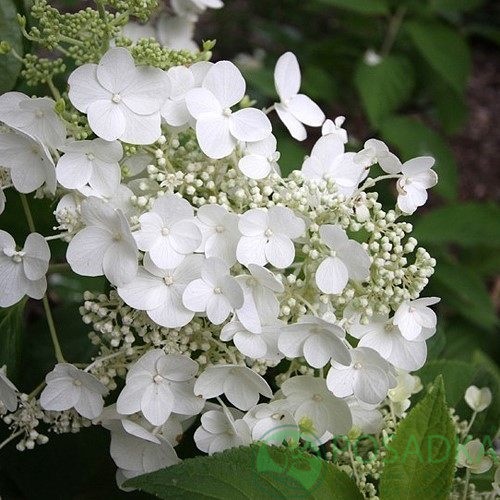 картинка Гортензия метельчатая 'Prim White` 