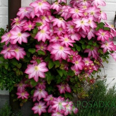 картинка Клематис Asao 