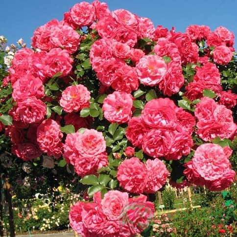 картинка Роза штамбовая Rosarium Uetersen 