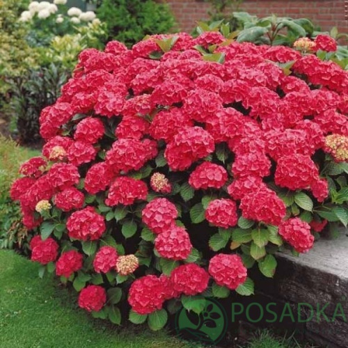 картинка Гортензия крупнолистная Freudenstein 