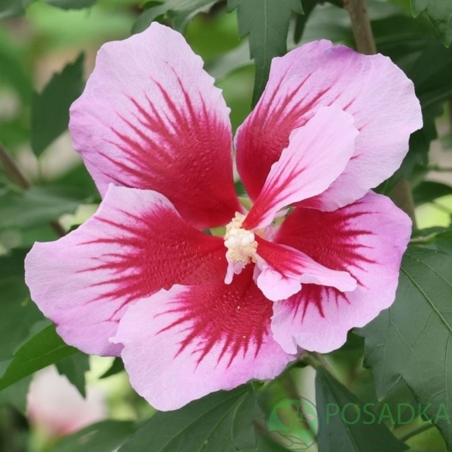 картинка Гибискус сирийский Флауер Тауер Перпл 