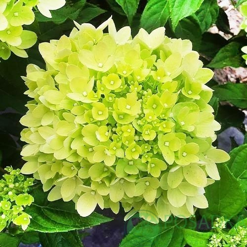 картинка Гортензия метельчатая 2-х летняя Little Lime С2 