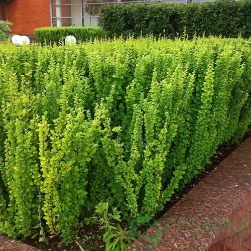 картинка Барбарис Тунберга Erecta  картинка Барбарис Тунберга Erecta