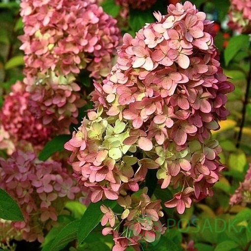 картинка Гортензия метельчатая Мэджикал Кэндл (Magical Candle) 