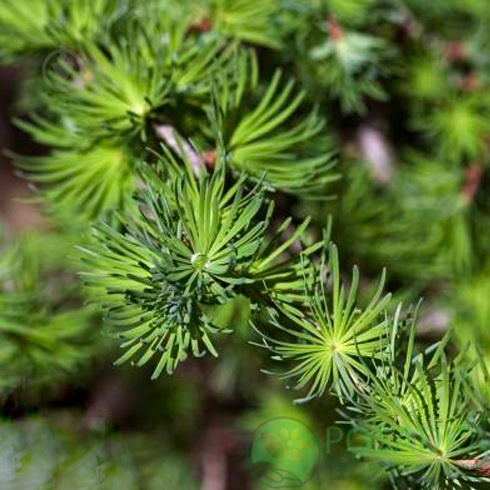 картинка Лиственница Японская (Larix kaempferi) 