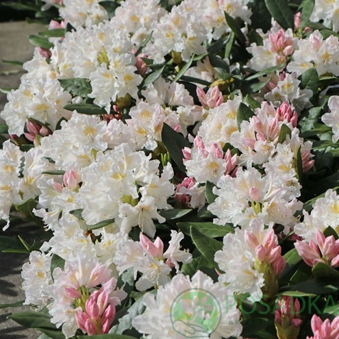 картинка Рододендрон Schneekrone C4 