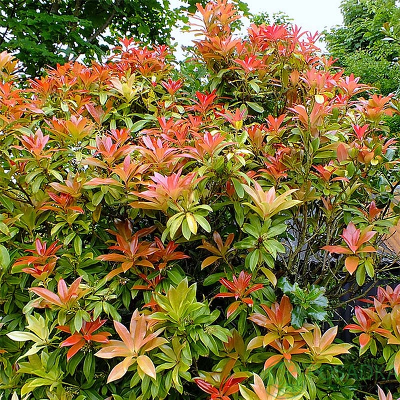 картинка Пиерис японский Sarabande  картинка Пиерис японский Sarabande