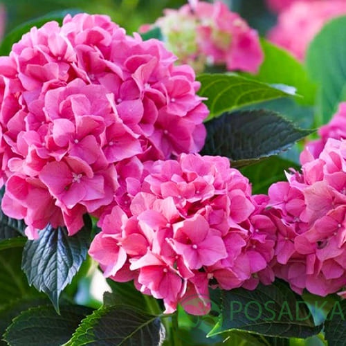 картинка Гортензия крупнолистная Hornli С5 