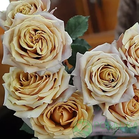 картинка Роза чайно-гибридная Голден Мустард С2 