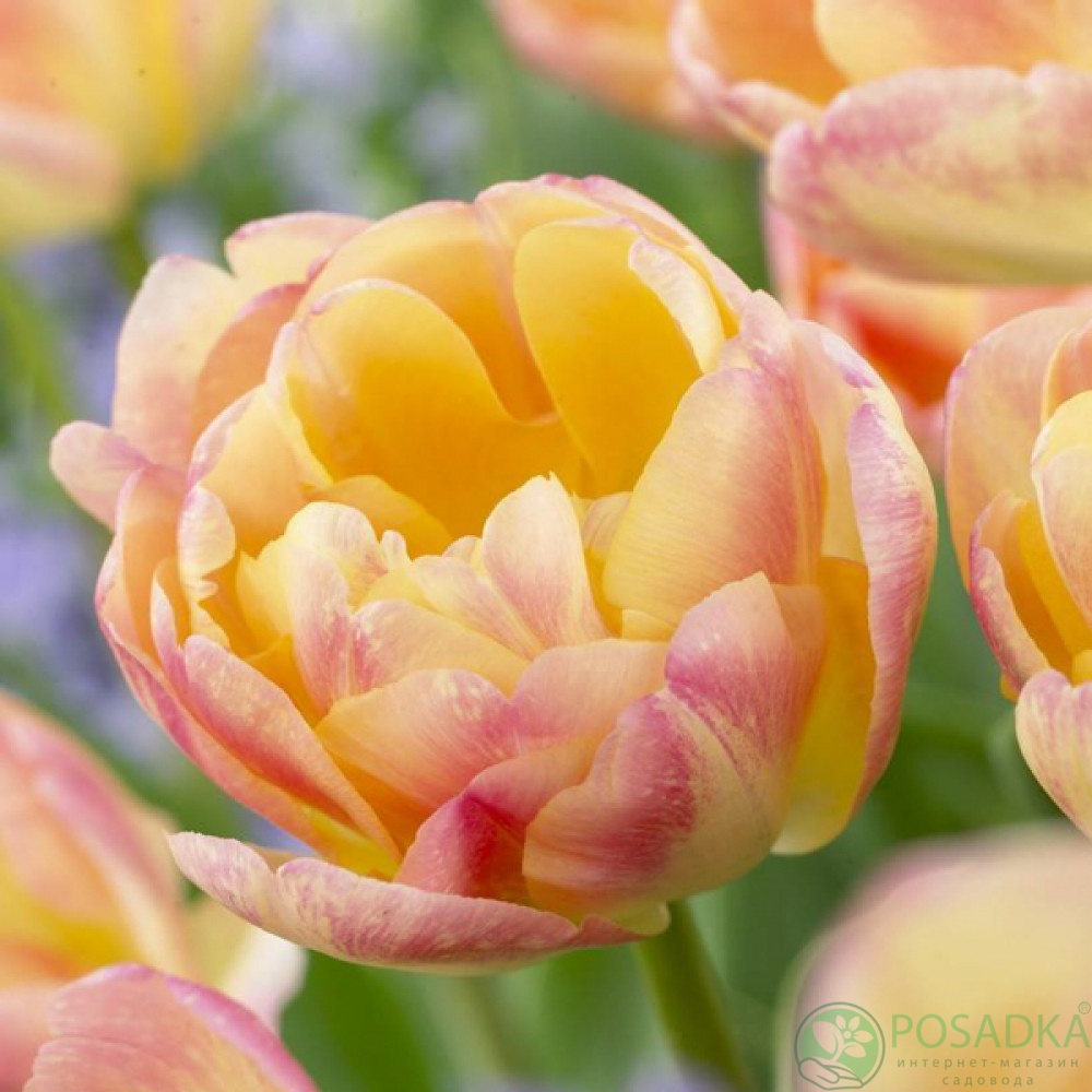 картинка Тюльпан Creme Upstar  картинка Тюльпан Creme Upstar