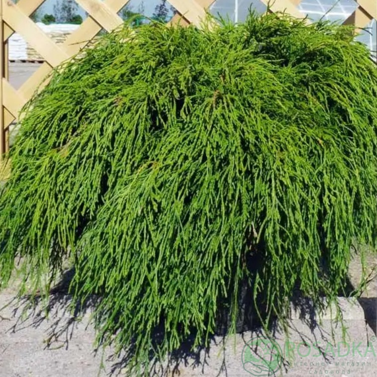 картинка Кипарисовик горохоплодный Filifera Nana 2л 