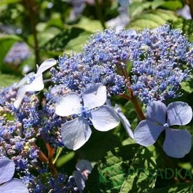 картинка Гортензия пильчатая Блюберд (Bluebird) 