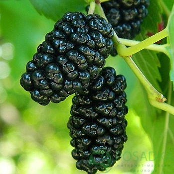 картинка Шелковица чёрная Турчанка 