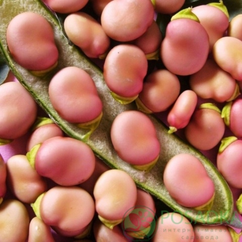 картинка Семена Бобы Кармазин 10шт, SeedEra 