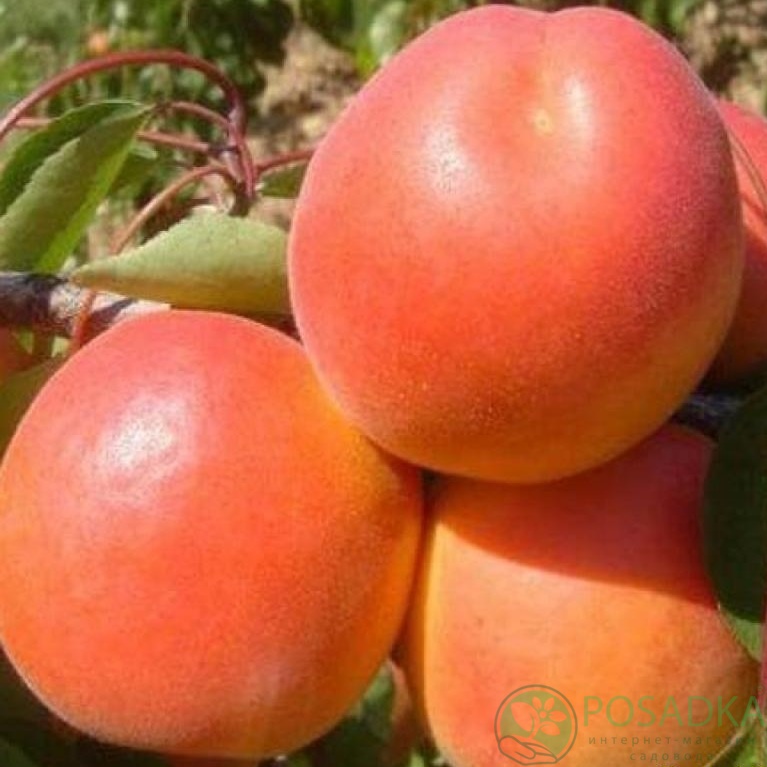 картинка Абрикос Микадо 