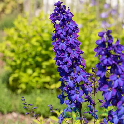 картинка Дельфиниум Black Knight 