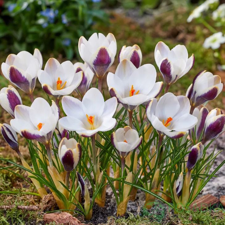 картинка Крокус Panda  картинка Крокус Panda