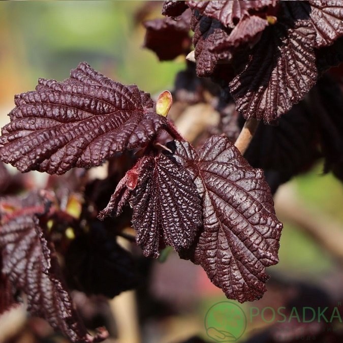 картинка Лещина обыкновенная Ред Маджестик 