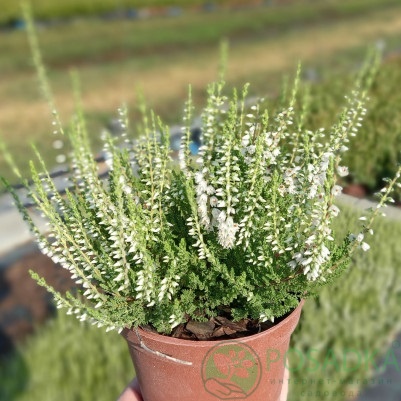 картинка Вереск обыкновенный Reini 