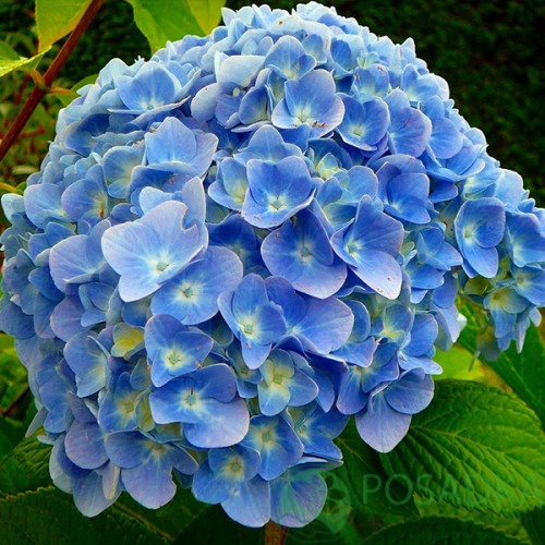 картинка Гортензия крупнолистная Forever & Ever Double Pink/Blue 