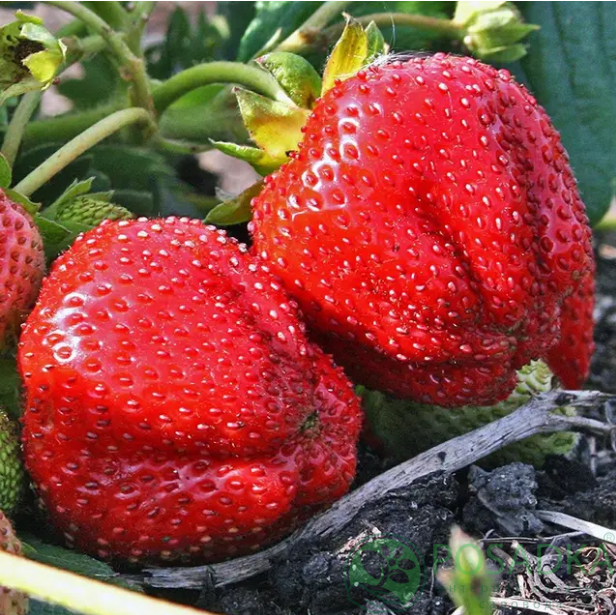 картинка Клубника Кебот 