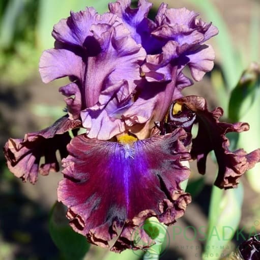 картинка Ирис германика Electric Candy 