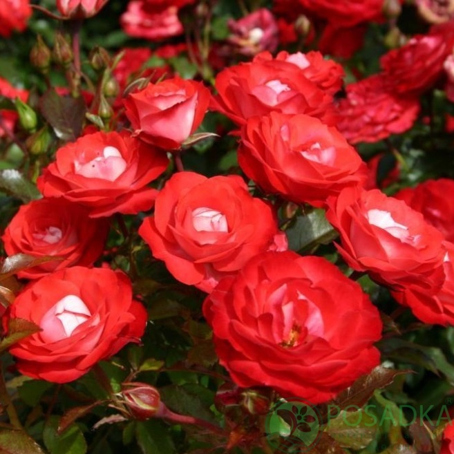 картинка Роза чайно-гибридная Плантен ун Блюмен (Planted un Blomen) 