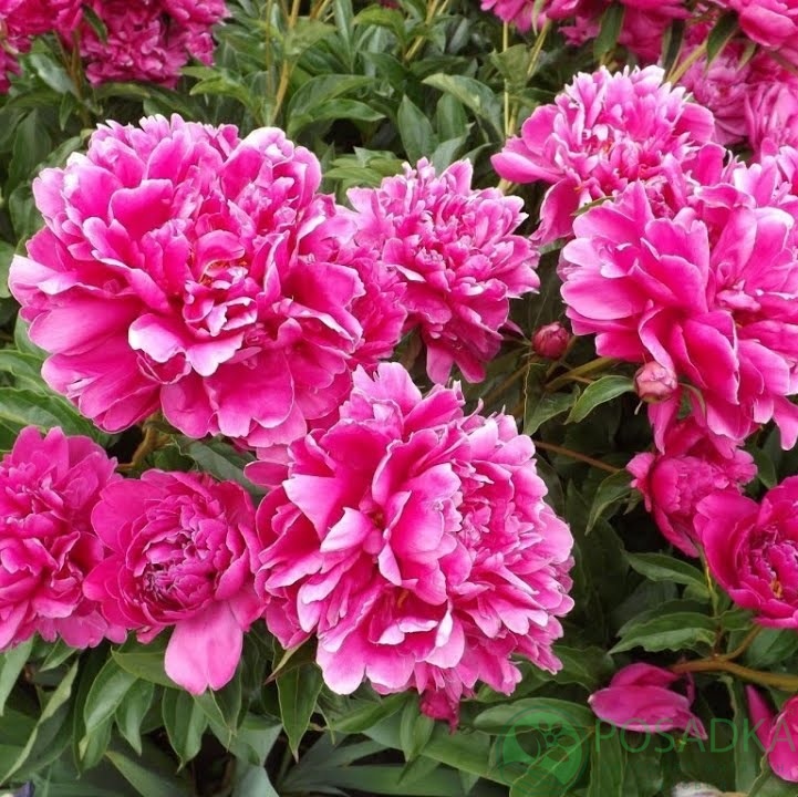 картинка Пион травянистый Jadwiga 