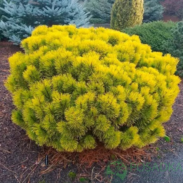 картинка Сосна горная Dezember Gold 