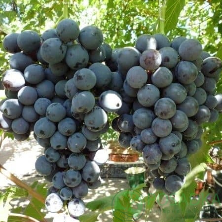 картинка Виноград Днепровский ранний 