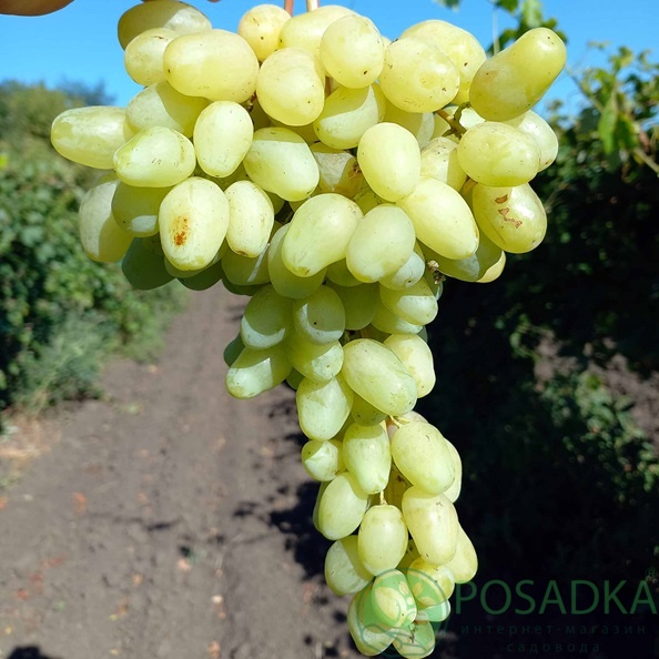 картинка Винограда Донская Невеста 
