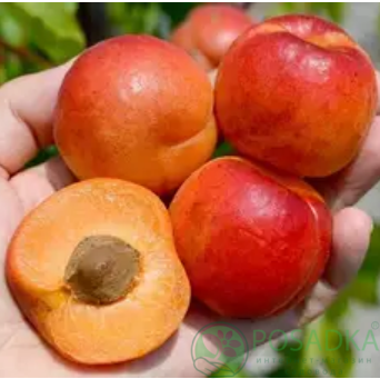 картинка Абрикос Космос 