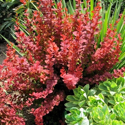 картинка Барбарис Тунберга Orange Dream 