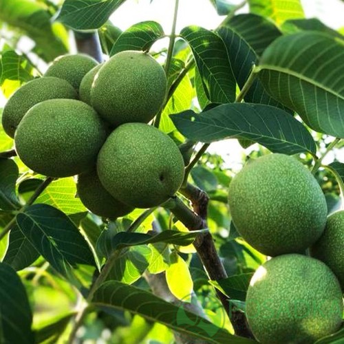 картинка Грецкий орех Chandler 