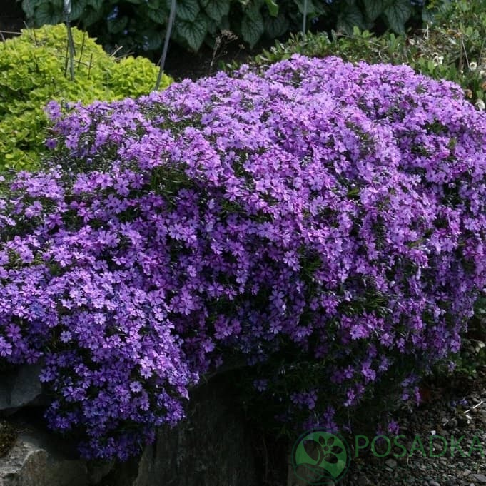 картинка Флокс шиловидный Purple Beauty 