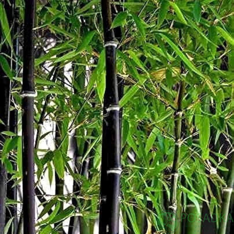 Листья бамбука фото