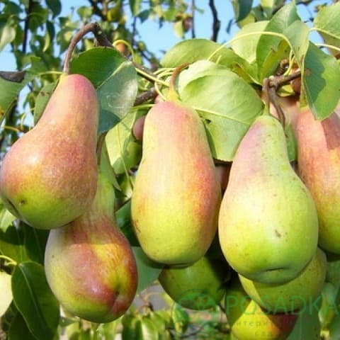 картинка Груша Талгарская красавица  картинка Груша Талгарская красавица