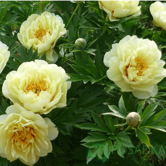 картинка Пион ITOH Bartzella 