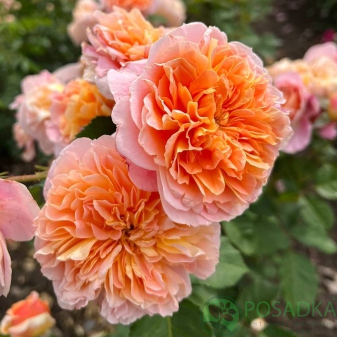 картинка Роза английская Андре Тюрка (Andre Turcat) 