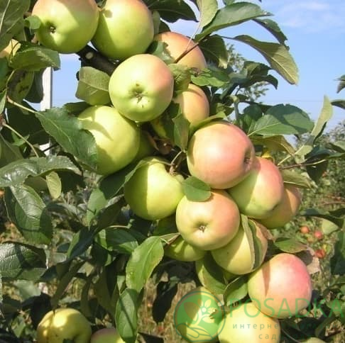 картинка Яблоня Скифское золото 