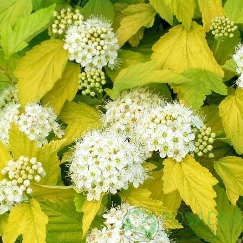 картинка Пузыреплодник калинолистный Лютеус С2 